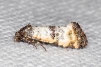 Phtheochroa cymatodana