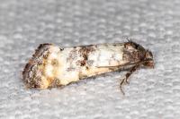 Phtheochroa cymatodana