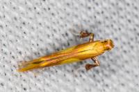 Caloptilia alchimiella