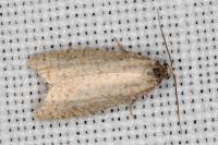 Isotrias stramentana