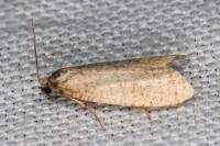 Isotrias stramentana