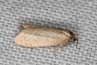 Isotrias stramentana