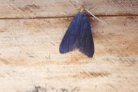 Eurodachtha pallicornella