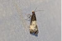 Notocelia cynosbatella
