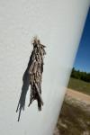 Pachythelia villosella