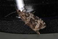 Celypha lacunana