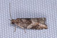 Rhopobota naevana