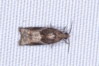 Rhopobota naevana