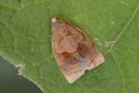Archips rosana