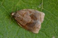 Archips rosana