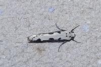 Ethmia bipunctella