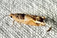 Crocidosema plebejana