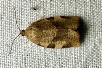 Choristoneura hebenstreitella