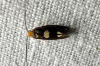 Incurvaria masculella