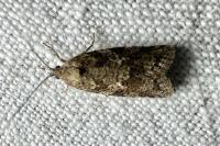 Cnephasia