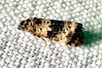 Hysterophora maculosana