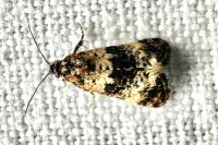 Hysterophora maculosana