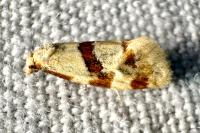 Aethes cnicana