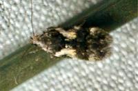 Teleiodes luculella