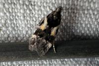 Teleiodes luculella