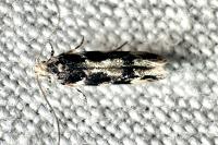 Parachronistis albiceps
