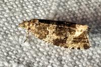 Celypha lacunana