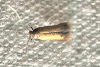 Coptotriche marginea