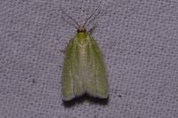 Tortrix viridana