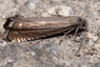 Grapholita caecana