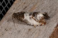 Notocelia rosaecolana