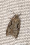 Semioscopis steinkellneriana