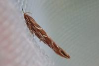 Pyroderces argyrogrammos