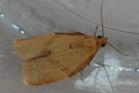 Clepsis consimilana