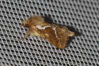 Korscheltellus lupulinus