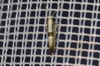 Argyresthia spinosella