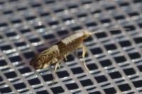 Argyresthia spinosella