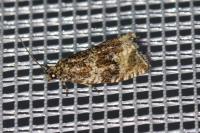 Celypha lacunana