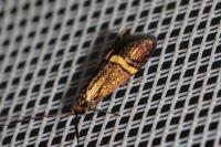 Nemophora degeerella