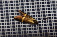 Nemophora degeerella