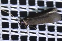 Oxypteryx unicolorella