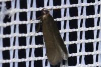 Oxypteryx unicolorella