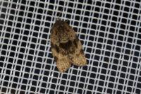 Dichelia histrionana
