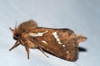 Korscheltellus lupulinus