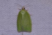 Tortrix viridana