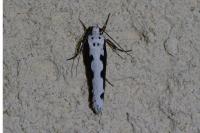 Ethmia bipunctella