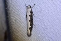 Ethmia bipunctella