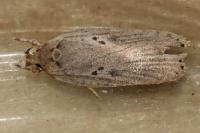 Agonopterix yeatiana