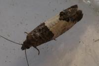 Spilonota ocellana