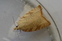 Aleimma loeflingiana