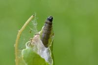 Archips crataegana